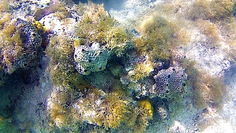 Unterwasser tauchen schnorcheln Bahamas