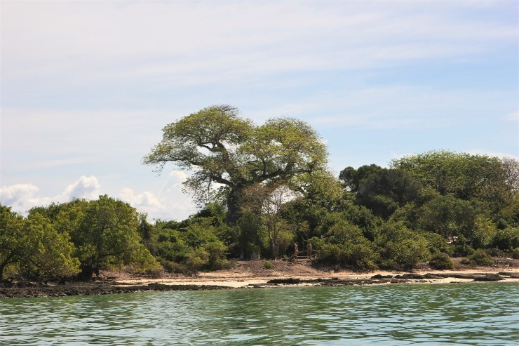baobab baum sansibar blue safari