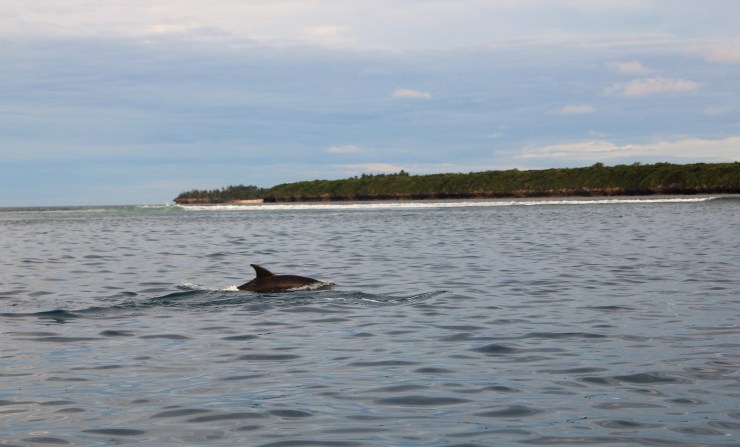 delfine schwimmen sansibar tour