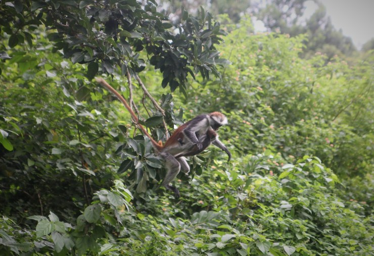 red colobus affe jozani forest sansibar
