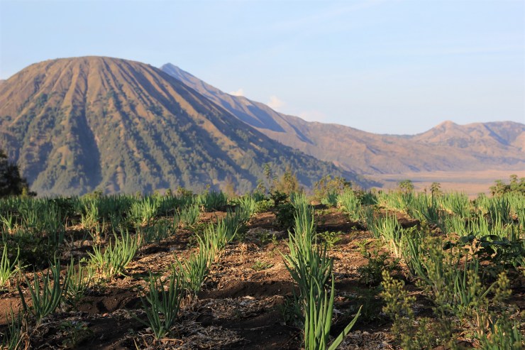 Mount Bromo Indonesien Weg Berg Wandern