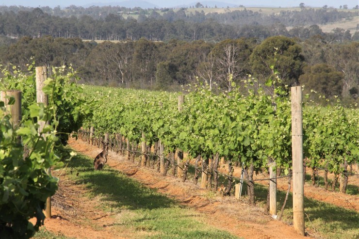 Kangaroo Vinefield Hunter Valley Wine NSW