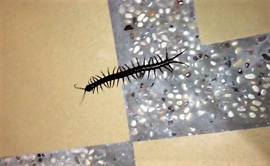 Tausendfuessler Lake Toba