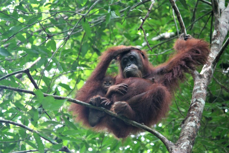 orang utan baby bukit lawang
