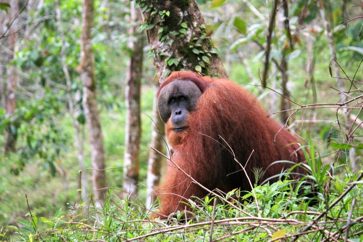 orang utan maennchen bukit lawang
